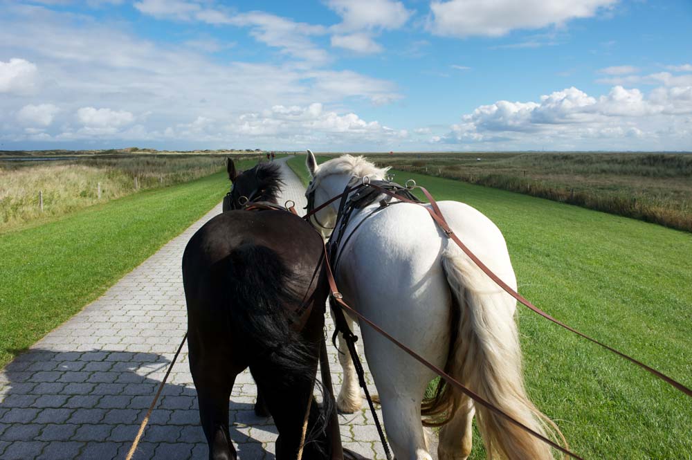 Kutschfahrt auf Langeoog