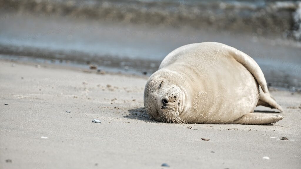 Seehund am Strand auf Norderney